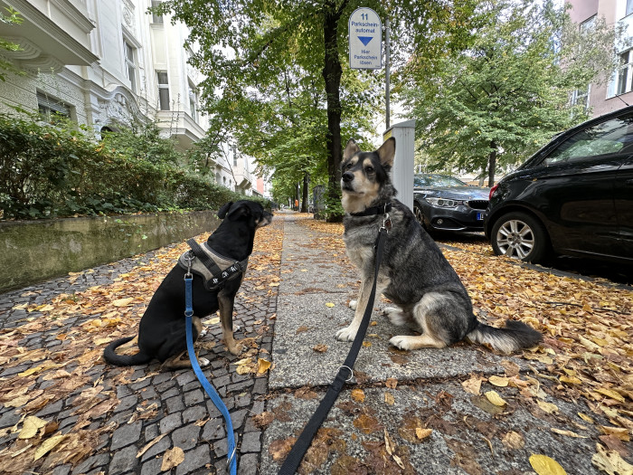 Ein mit der Superweitwinkelkamera des iPhone 14 Pro Max aufgenommenes Foto (Bild: Tobias Költzsch/Golem.de)